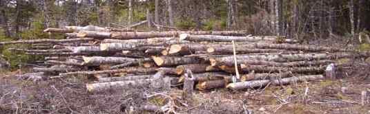woodpile by iltis